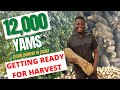 12 000 YAMS IN SACKS GETTING READY FOR HARVESTING Harvesting Yams In Sack Commercial Yam In Sacks