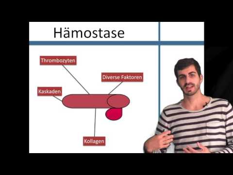 Hämostase Die Grundlagen