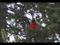 Beautiful male cardinal singing. Two distinct songs ...