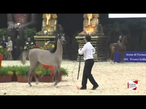 N 14 ALEXANDER PC   Gran Prix 2015   Futurity Males Class B