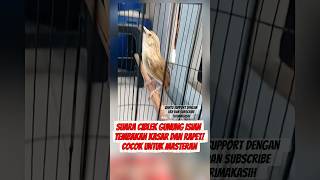 Download lagu Suara Masteran Ciblek Gacor Tajam! Cocok untuk Burung Kicau Harian & Lomba mp3