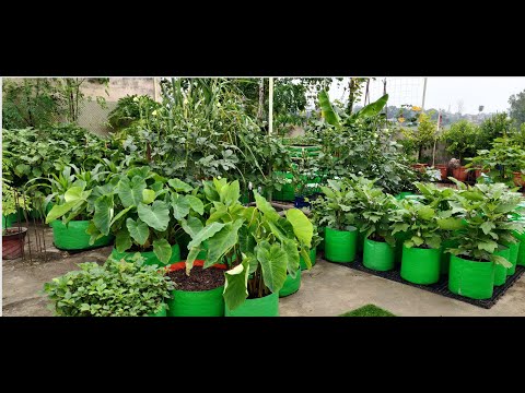 Transform Your Garden with Gardening Grow Bags  The Best Solution for Plant Lovers
