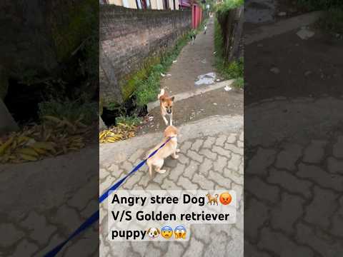 Angry Street Dog 🐕😡V/S Golden retriever Puppy😨😱#shortfeed #shortvideo #virelvideo