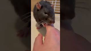 まるげりーたのナメナメ【ファンシーラット】