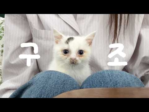 코찔찔이 동생이 생겼다. 구조묘 입양 브이로그