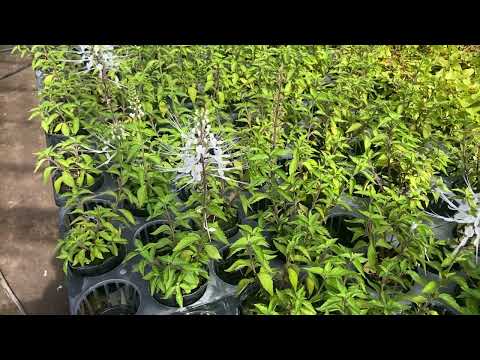 ひげの花の切り方:お手入れ方法 植物