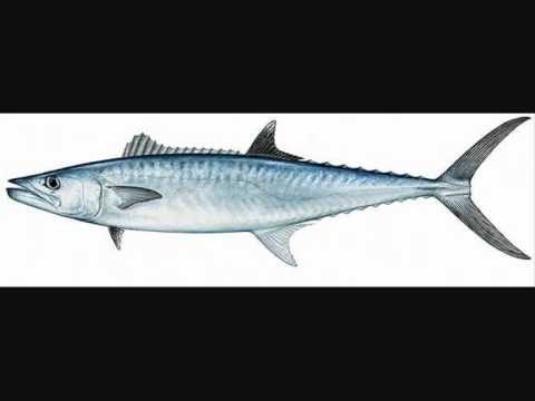 Miał raz ojciec czterech synów