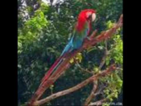 Jep Sting Naina(Trini Soca 2009)