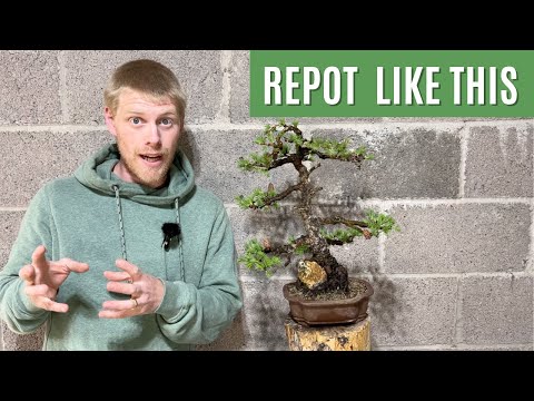 My Entire Larch Bonsai Repotting Routine (10 Years of Experience in One Video)