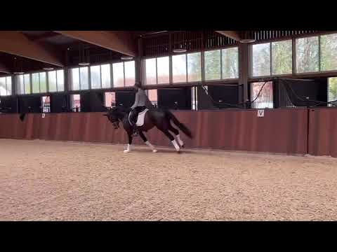 2020 Stallion Feinrich x Fidertanz