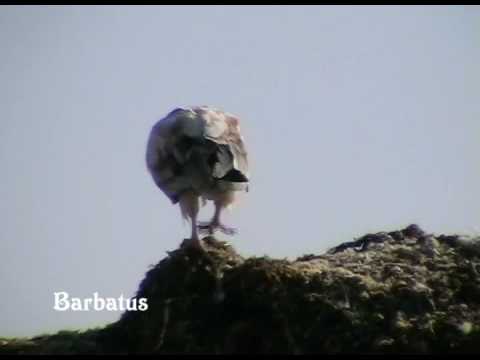 Alimoche ( Neophron pernopterus )Egyptian vulture