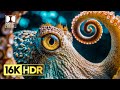Wonderful 16K Video Dolby Vision 16K HDR ULTRA HD 60fps Video