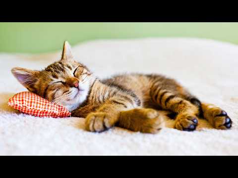 Einschlafmusik für Katzen - Musik für Katzen zum Entspannen und Einschlafen, Schlafmusik für Katzen