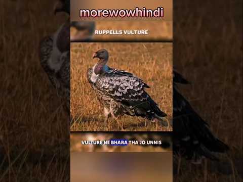 Gidh baki se alag kyun? #valture#gidh#ruppelsvalture#facts#shorts#foryou#birds