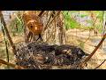 Story Of Massive Snake Ending Bulbul Bird Family Mom Saves Babies In Thunderstorm Bird Watching