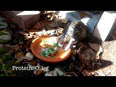 Food For Tortoises: EP. 3  Eastern Box Turtle -  Canned Food and Arugula