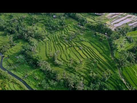 Rise With The Sun | Jatiluwih Rice Terraces – Bali | Upbeat Electronic Drone Footage & Free Royalty