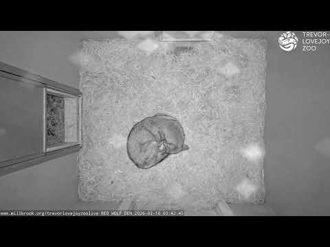 Trevor-Lovejoy Zoo Red Wolf Den LIVE