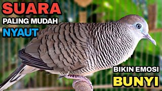 Download lagu Perkutut Lokal Gacor Suara Besar Pancingan Burung Perkutut Agar Cepat Bunyi. mp3 Download lagu Perkutut Lokal Gacor Suara Besar Pancingan Burung Perkutut Agar Cepat Bunyi. mp3