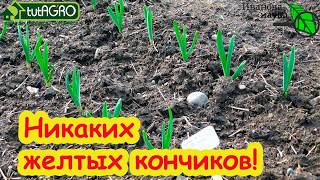 ПЕРВАЯ ПОДКОРМКА НА КРУПНЫЙ ЧЕСНОК и! БЕЗ ЛЕЙКИ: секрет сухой подкормки чесн?