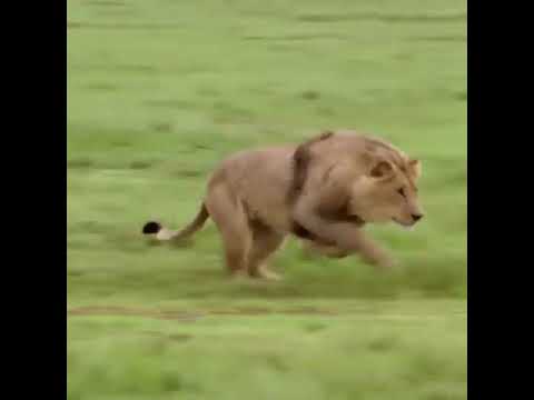 when lion attack on bear grylls😯😯#shorts