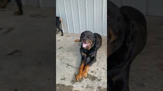 Video preview image #6 Rottweiler Puppy For Sale in RIEGELWOOD, NC, USA