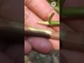 Fruit Grafting Techniques Fig Best Successful Grafting Best Video Asmr Satisfying Tiktok Trend