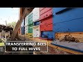It's Move In Day! | Transferring bees from nucs to full AZ hives