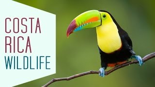 Costa Rica Wildlife