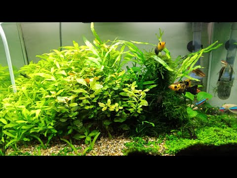 Bumi Hijau Aquascape 2020