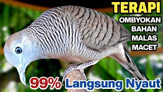 Download lagu Perkutut Lokal Gacor Suara Paling Ampuh Untuk Pancingan Burung Perkutut Agar Bunyi. mp3