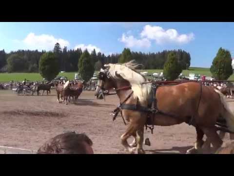 Rossfest Sankt Märgen 2016 -  Fahrquadrille