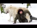 Wolves in the snow - Polarwölfe spielen im Schnee