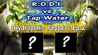 RO/DI Water vs Tap Water Hydroponics | Peppers | EP2 | Mars Hydro TSW 2000