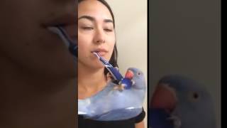 Parrot hangs on toothbrush