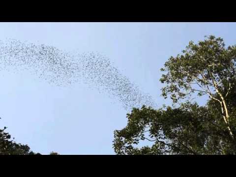 コウモリの大群　D7100 Movie test