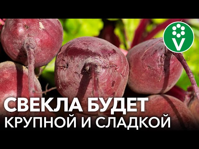 КОГДА ПОСЕЯТЬ СВЕКЛУ ВЕСНОЙ И ЧЕМ ПОДКОРМИТЬ СРАЗУ ПОСЛЕ ВСХОДОВ? Секреты большого урожая свеклы