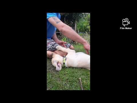 Jack & Nick's Dog Walking & Pet Care video.