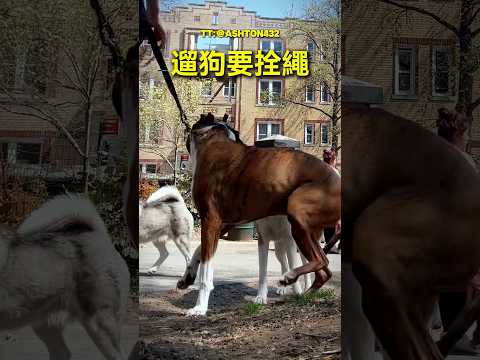 在公共場合遛狗最好要栓好牽引繩.