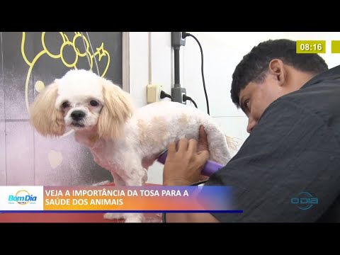 Veja a importância da tosa para a saúde dos animais 08 02 2021
