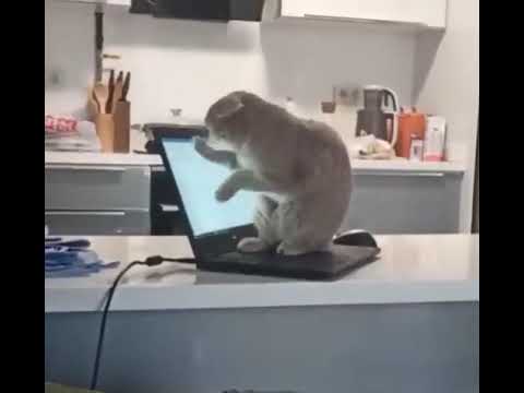 Cute Kittens Doing Funny Things 2021   Cutest Cats Video That Will Make You Laugh All Day Long 😂😹