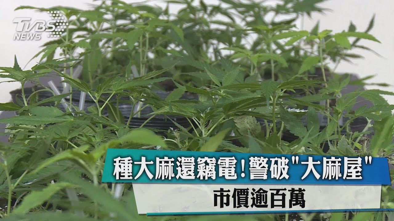 種大麻還竊電!警破「大麻屋」 市價逾百萬元