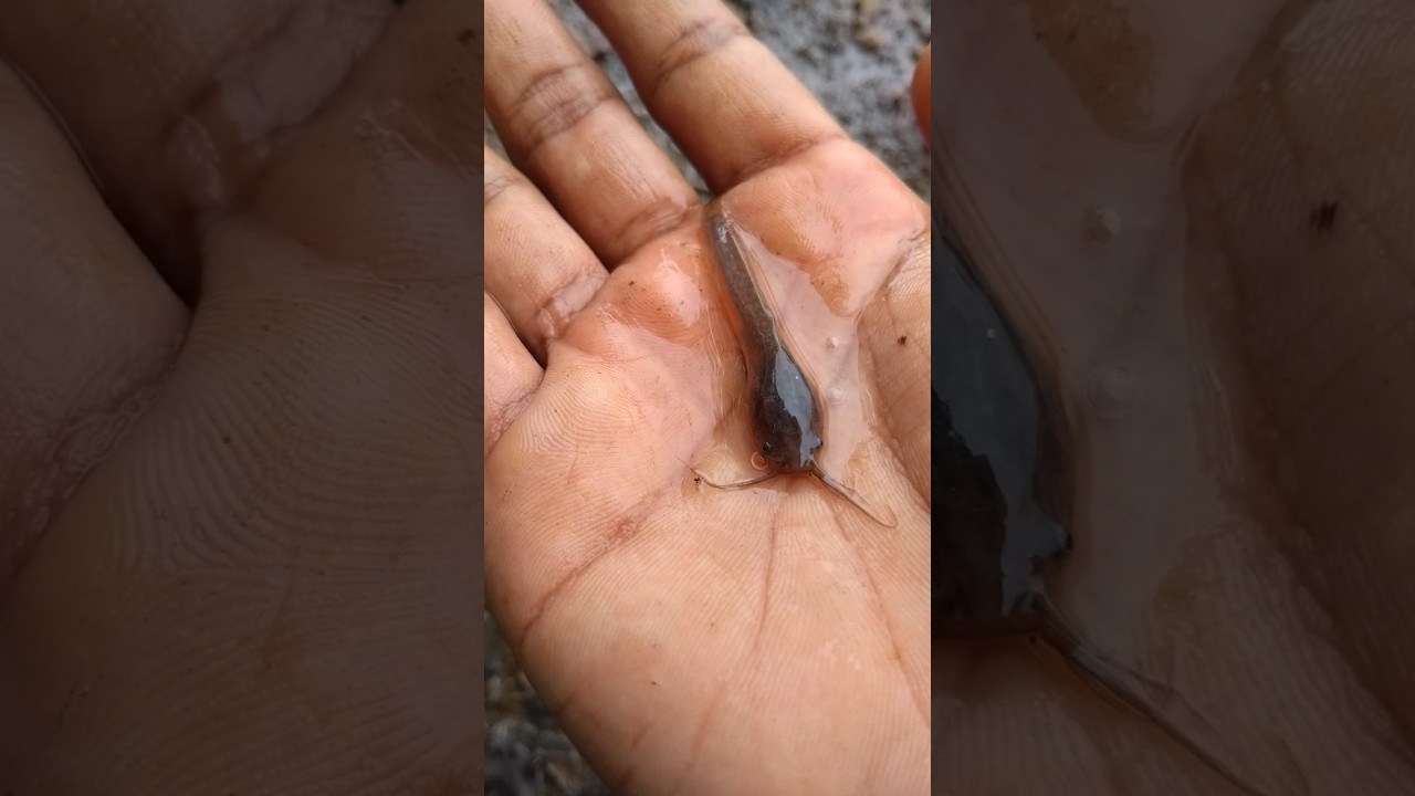 Catfish || Small Catfish  #fish #shorts