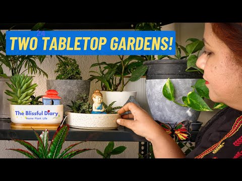 video - Succulent Container Garden