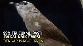 Download lagu Trucuk BETINA memanggil Jantan Suara Birahi Ngecuplik 100% pancingan trucukan gacor agar BUNYI EMOSI mp3