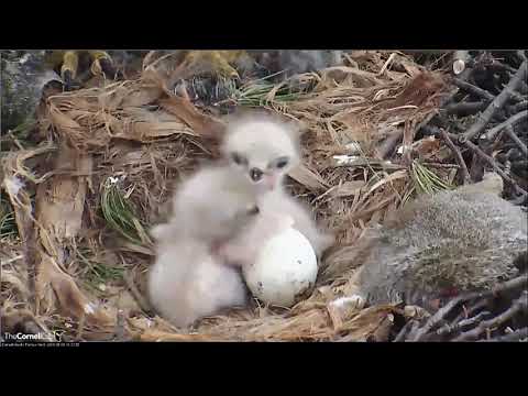 0_ 01_19_Red tailed Hawk - Feeding two chicks