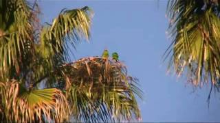 preview picture of video 'Wild Parrots in South Pasadena Holiday Season'