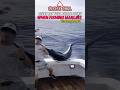 Black Marlin Straight Into The Face Swordfish Marlin