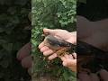 Mynah bird relaesing #youtubeshorts #shortvideo