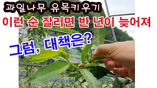 과일나무 유목 키우기, 이런 순 잘리면 반 년이 늦어져요. 그럼 대책은?(과수 재배, 과일나무 심기, 과일나…